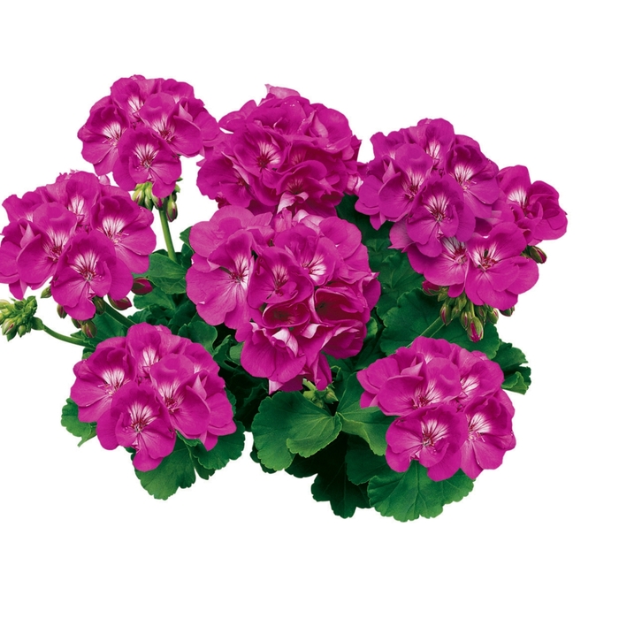 Geranium, Zonal - Pelargonium x hortorum 'Americana Orchid' Geranium, Zonal - Pelargonium x hortorum 'Americana Orchid'