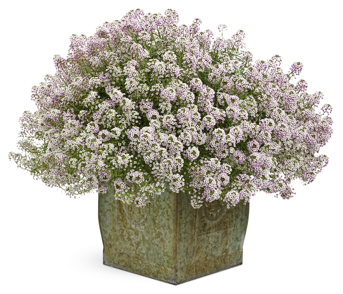 Sweet Alyssum - Lobularia maritima 'Blushing Princess'