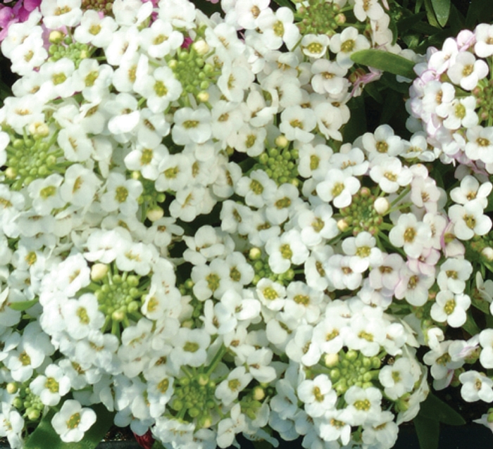 Alyssum - Lobularia maritima 'Easter Bonnet White'