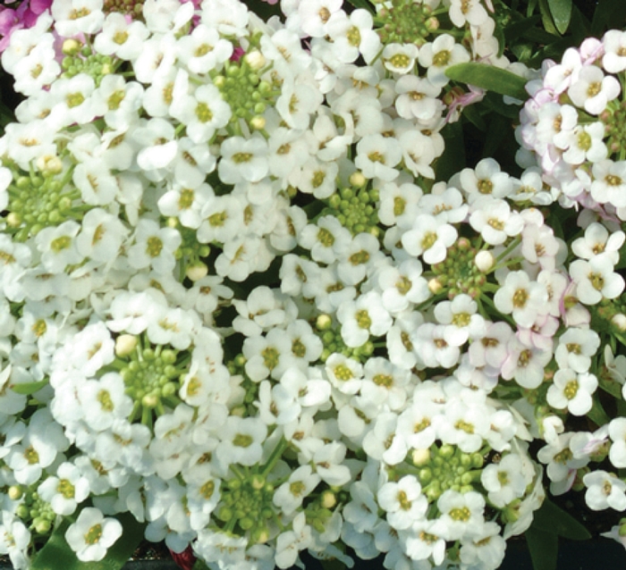 Alyssum - Lobularia maritima 'Easter Bonnet White' Alyssum - Lobularia maritima 'Easter Bonnet White'