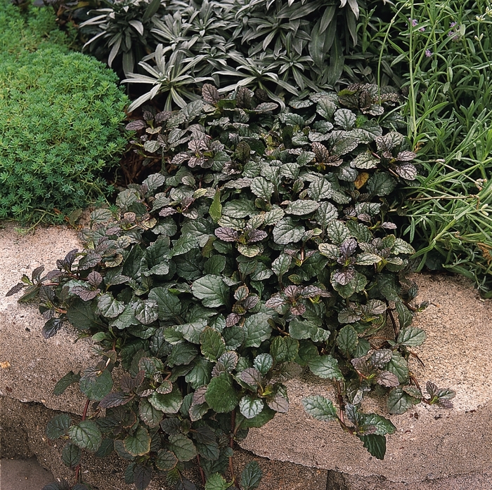 Bugleweed - Ajuga reptans 'Bronze Beauty'