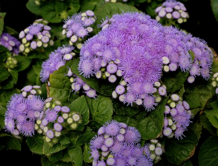 Ageratum - Ageratum houstonianum 'Aloha Blue'