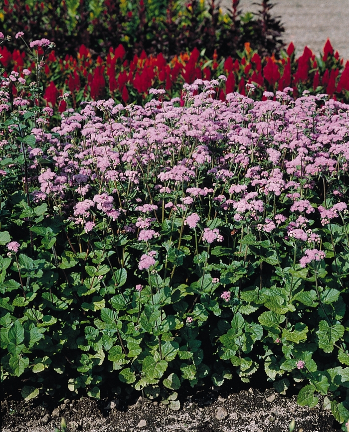 Ageratum - Ageratum houstonianum 'Blue Horizon' Ageratum - Ageratum houstonianum 'Blue Horizon'