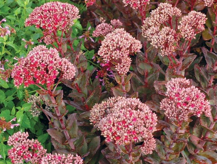 Stonecrop - Sedum 'Thunderhead' Stonecrop - Sedum 'Thunderhead'