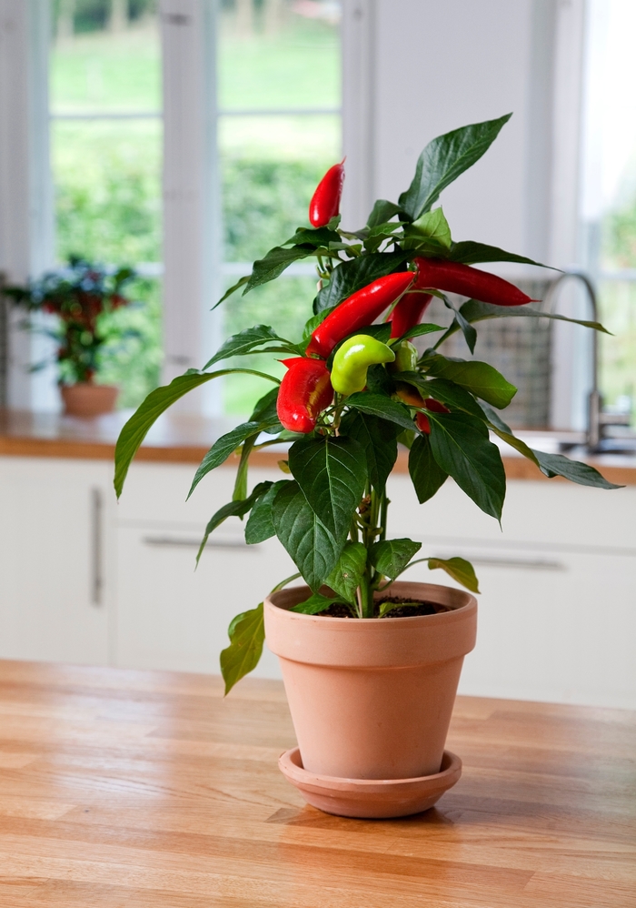 Pepper, Hot - Capsicum annuum 'Hot Banana' Pepper, Hot - Capsicum annuum 'Hot Banana'