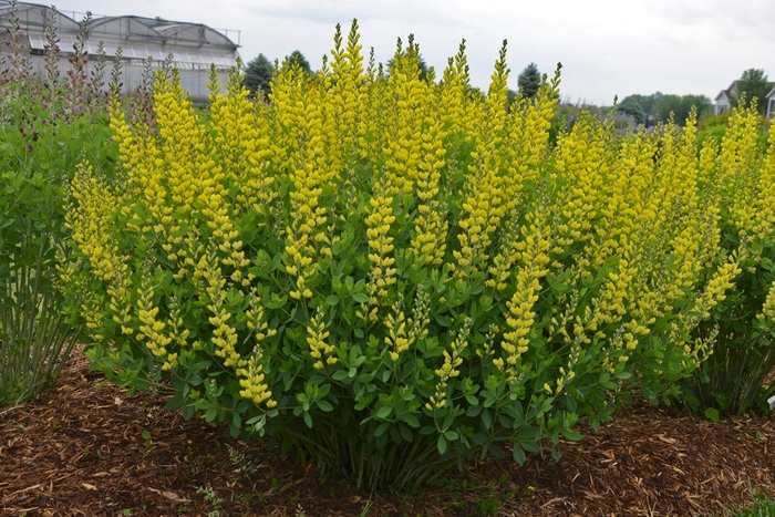 False Indigo - Baptisia 'American Goldfinch' False Indigo - Baptisia 'American Goldfinch'