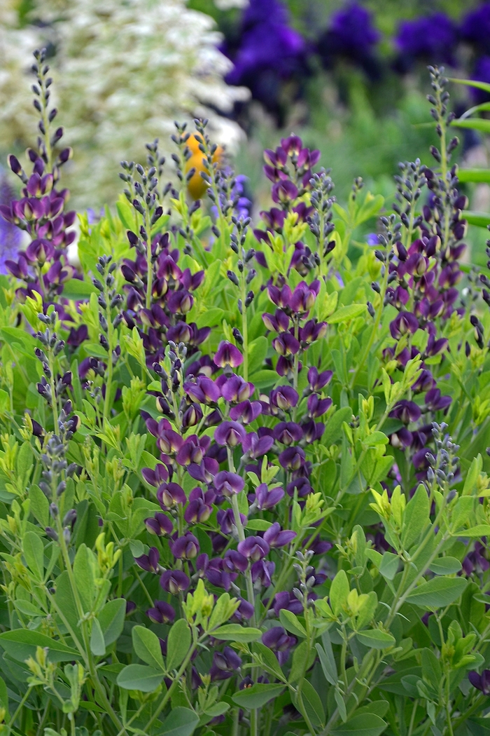 False Indigo - Baptisia 'Grape Taffy' False Indigo - Baptisia 'Grape Taffy'