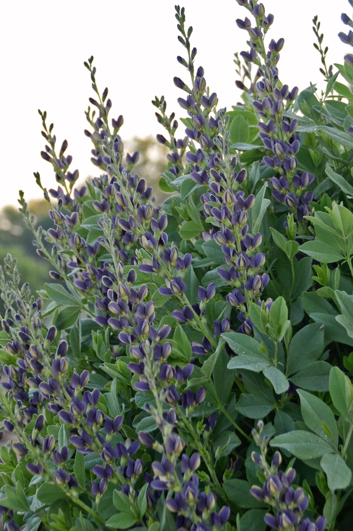 False Indigo - Baptisia australis 'Indigo Spires'