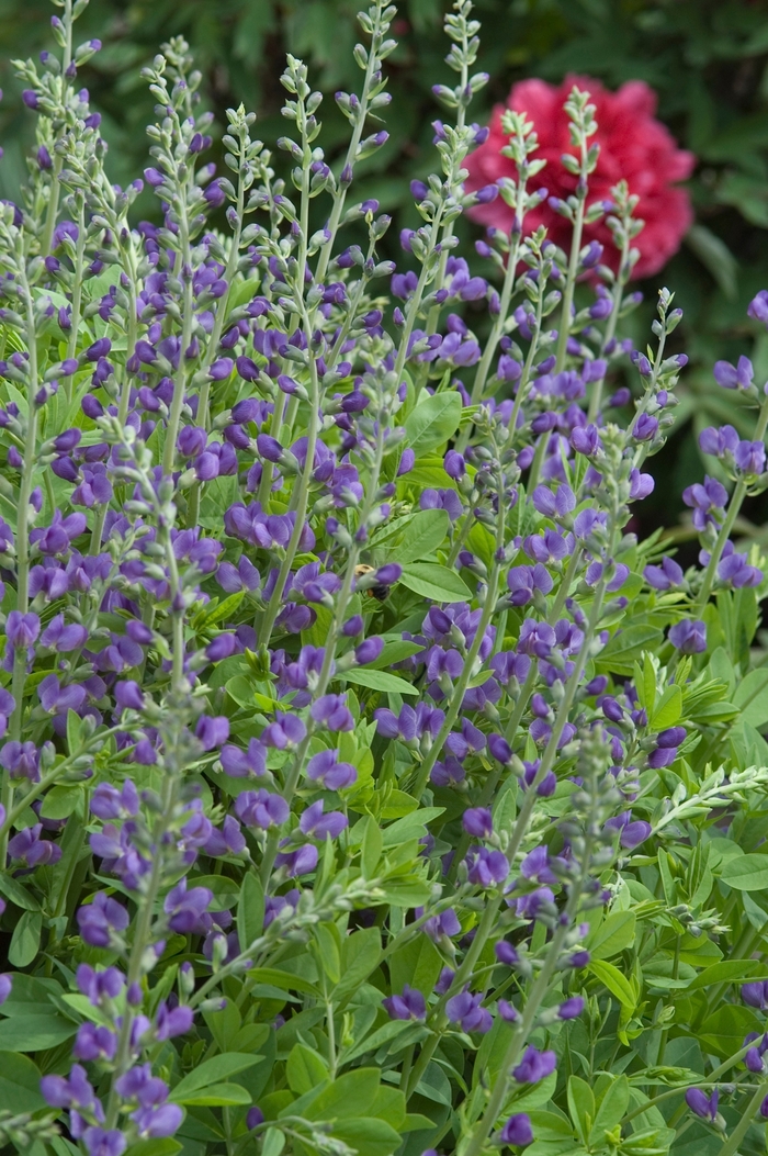 False Indigo - Baptisia australis False Indigo - Baptisia australis