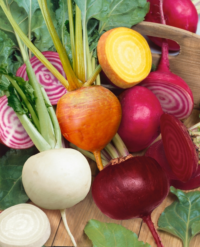 Beet - Beta vulgaris 'Rainbow Mix' Beet - Beta vulgaris 'Rainbow Mix'