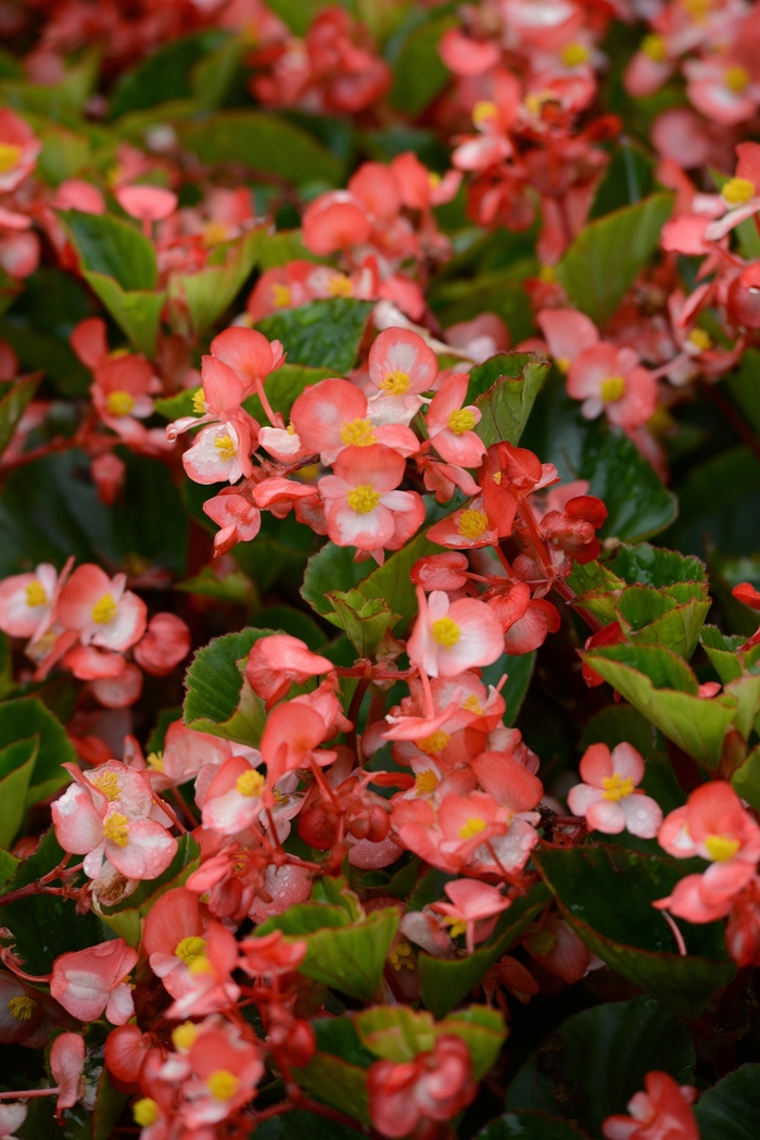 Begonia - Begonia x hybrida 'BabyWing Bicolor' Begonia - Begonia x hybrida 'BabyWing Bicolor'