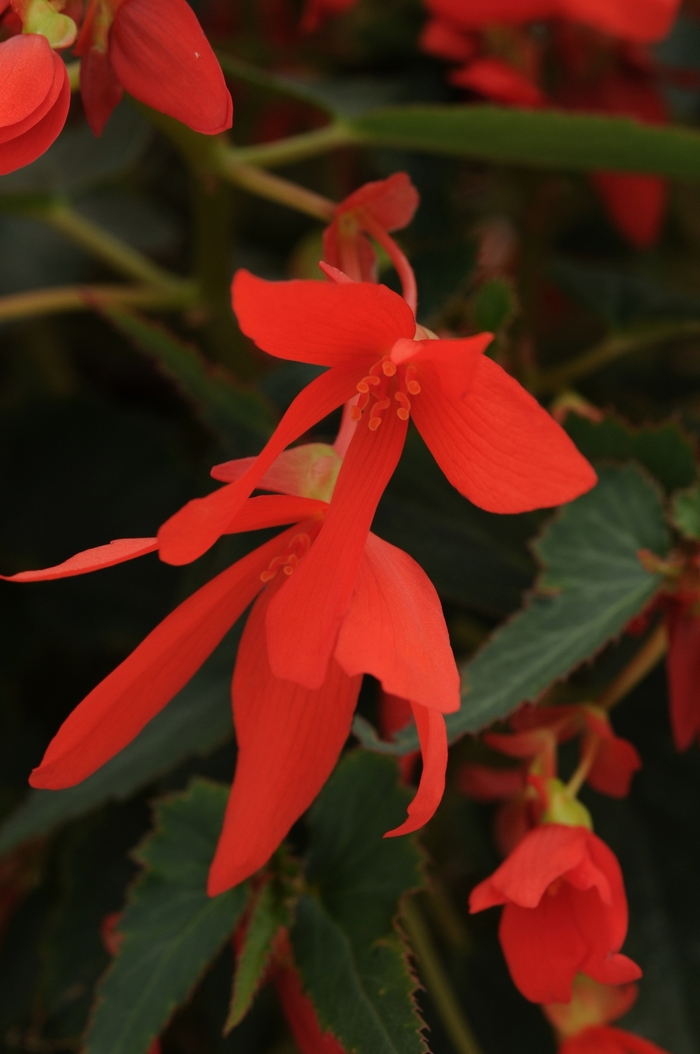 Begonia - Begonia boliviensis 'Mistral Orange'