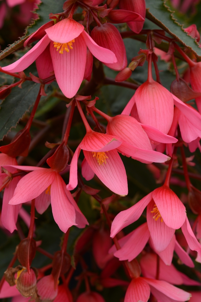 Begonia - Begonia boliviensis Mistral™ Pink 