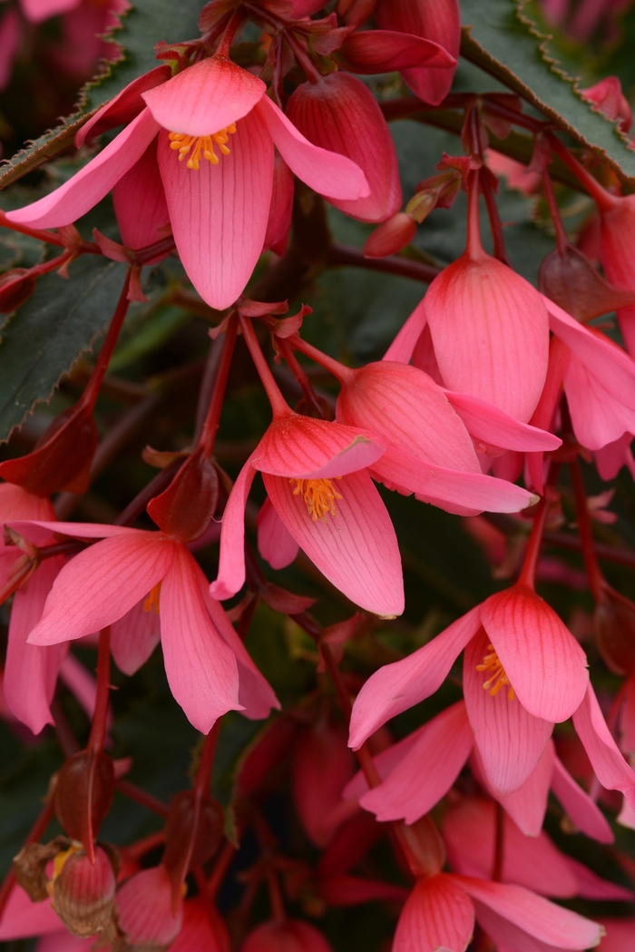 Begonia - Begonia boliviensis Mistral™ Pink Begonia - Begonia boliviensis Mistral™ Pink