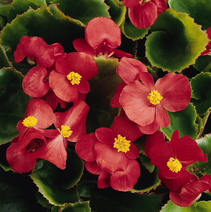Begonia - Begonia semperflorens 'Prelude Scarlet' Begonia - Begonia semperflorens 'Prelude Scarlet'