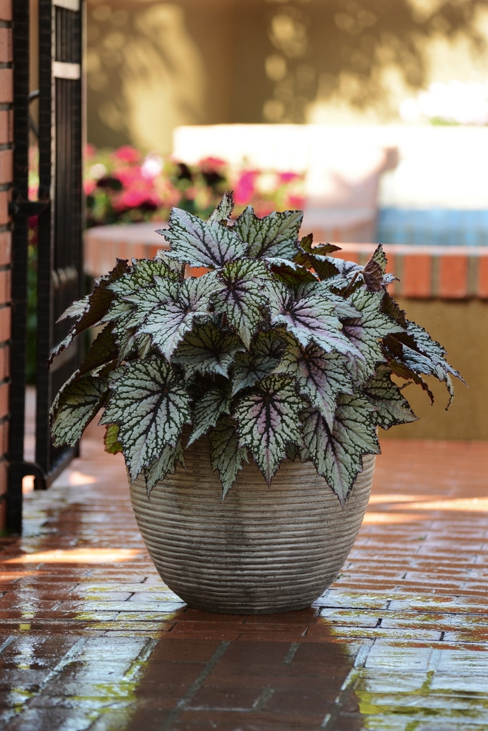 Begonia, Rex - Begonia 'Jurassic Green Streak' Begonia, Rex - Begonia 'Jurassic Green Streak'