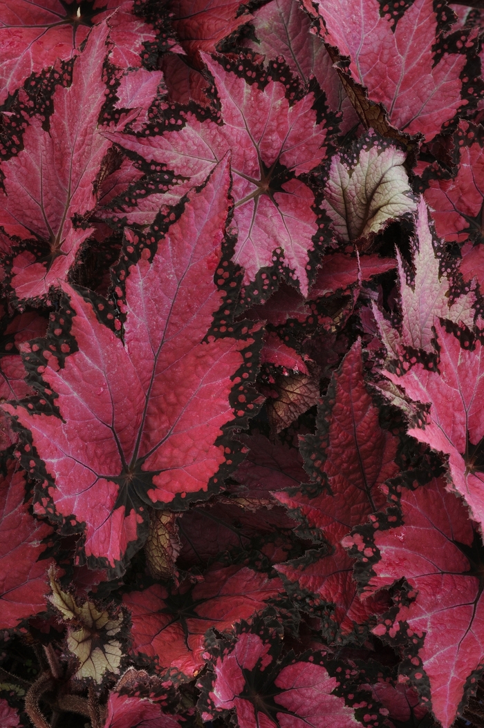 Begonia, Rex - Begonia 'Jurassic Pink Shades' Begonia, Rex - Begonia 'Jurassic Pink Shades'