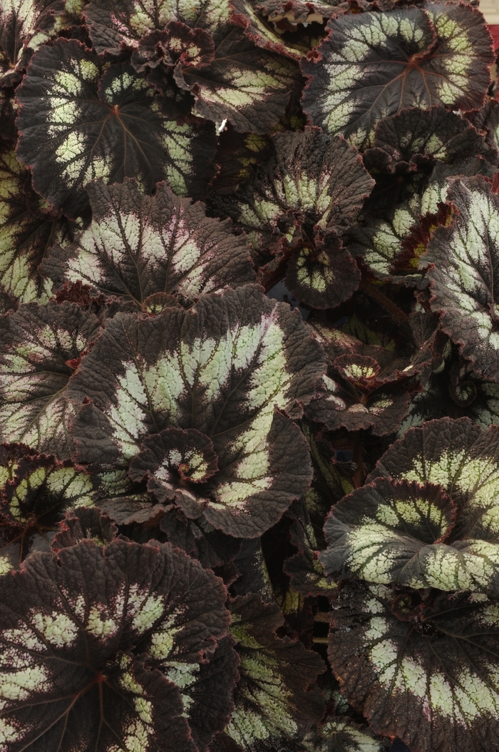 Begonia, Rex - Begonia 'Jurassic Silver Swirl' Begonia, Rex - Begonia 'Jurassic Silver Swirl'