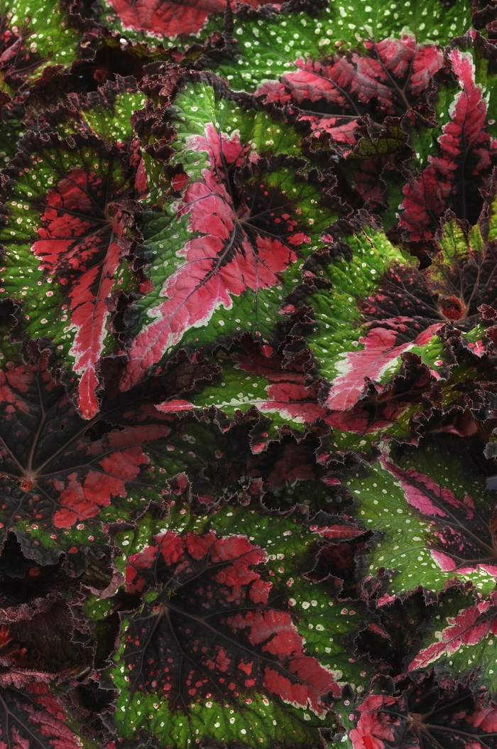 Begonia, Rex - Begonia 'Jurassic Watermelon' Begonia, Rex - Begonia 'Jurassic Watermelon'