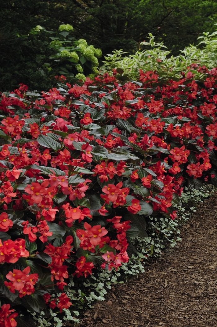 Begonia - Begonia x benariensis 'Whopper Red Bronze Leaf' Begonia - Begonia x benariensis 'Whopper Red Bronze Leaf'