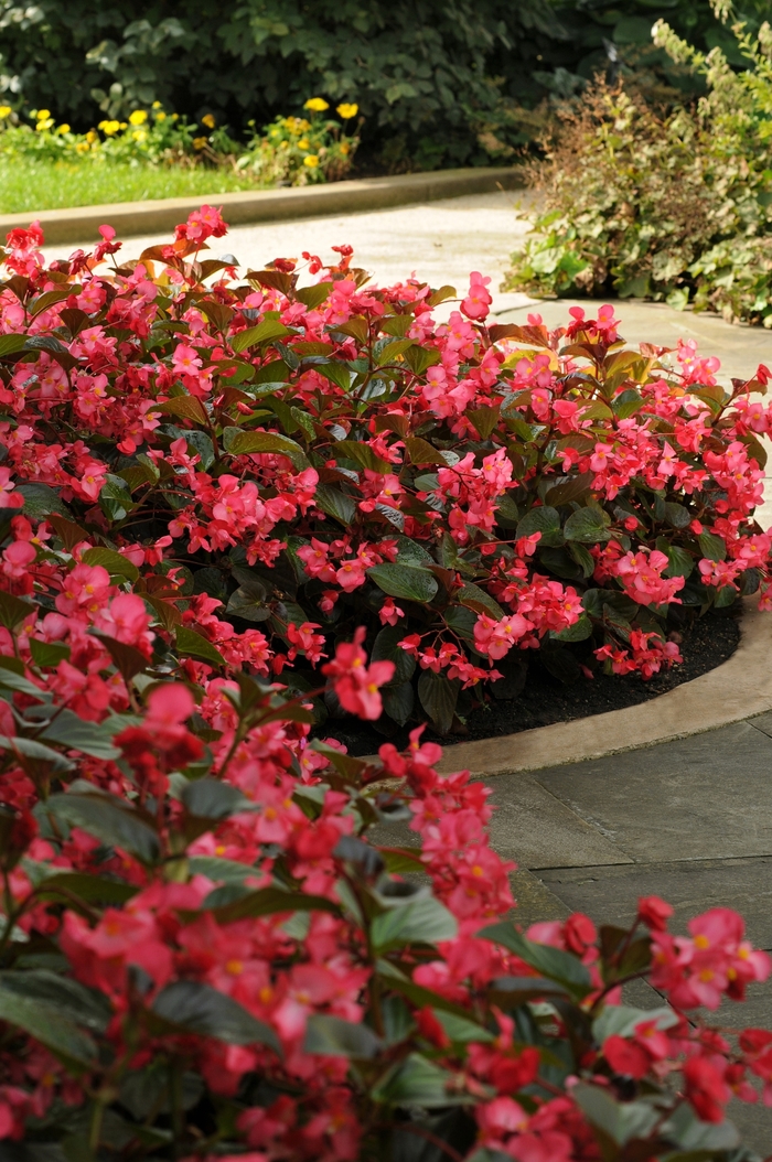 Begonia - Begonia x benariensis 'Whopper Rose Bronze Leaf' Begonia - Begonia x benariensis 'Whopper Rose Bronze Leaf'