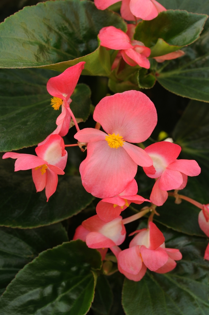 Begonia - Begonia x benariensis 'Whopper Rose Green Leaf' Begonia - Begonia x benariensis 'Whopper Rose Green Leaf'
