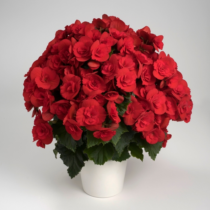 Begonia, Rieger - Begonia x hiemalis 'Barkos' Begonia, Rieger - Begonia x hiemalis 'Barkos'