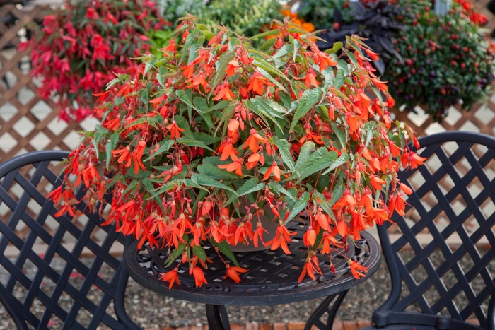 Begonia - Begonia boliviensis 'Bossa Nova Orange' Begonia - Begonia boliviensis 'Bossa Nova Orange'
