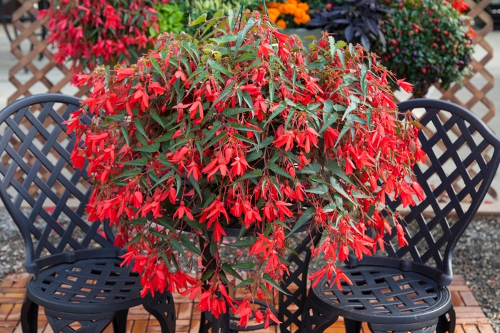 Begonia - Begonia boliviensis 'Bossa Nova Red'