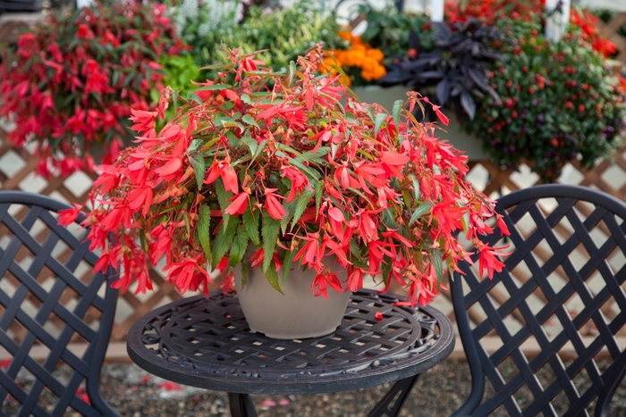 Begonia - Begonia boliviensis 'Bossa Nova Rose' Begonia - Begonia boliviensis 'Bossa Nova Rose'