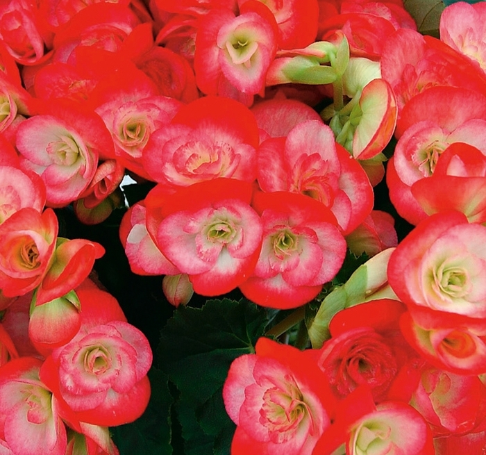 Begonia, Rieger - Begonia 'Peggy'