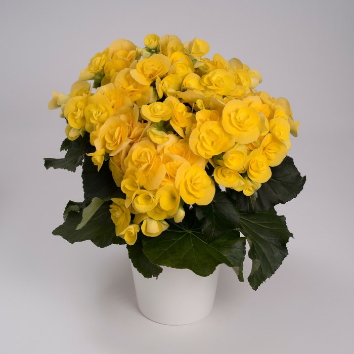 Rebecca - Begonia, Rieger