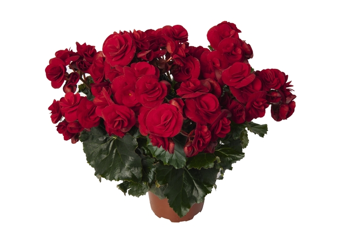 Begonia, Rieger - Begonia x hiemalis Solenia® Velvet Red