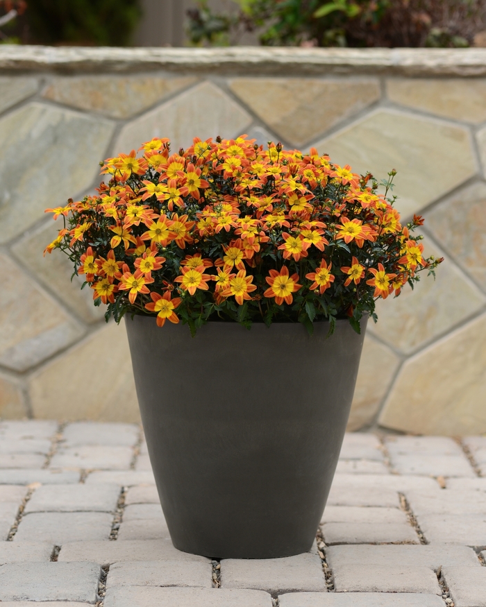 Bidens - Bidens 'Bee Alive' Bidens - Bidens 'Bee Alive'