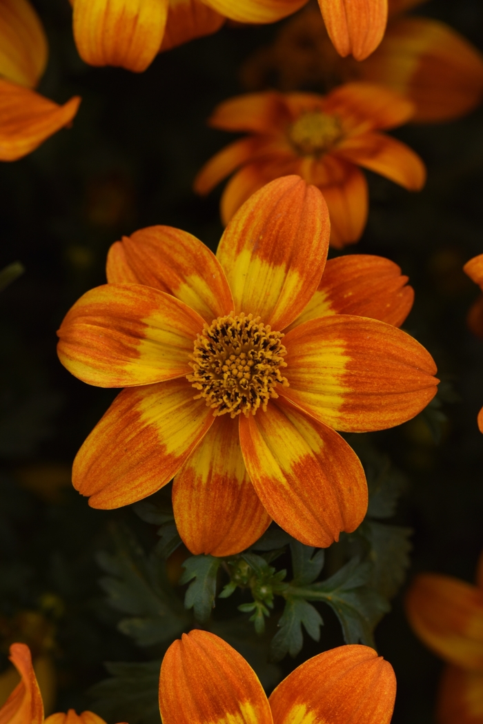 Bidens - Bidens 'Bee Happy Orange' Bidens - Bidens 'Bee Happy Orange'