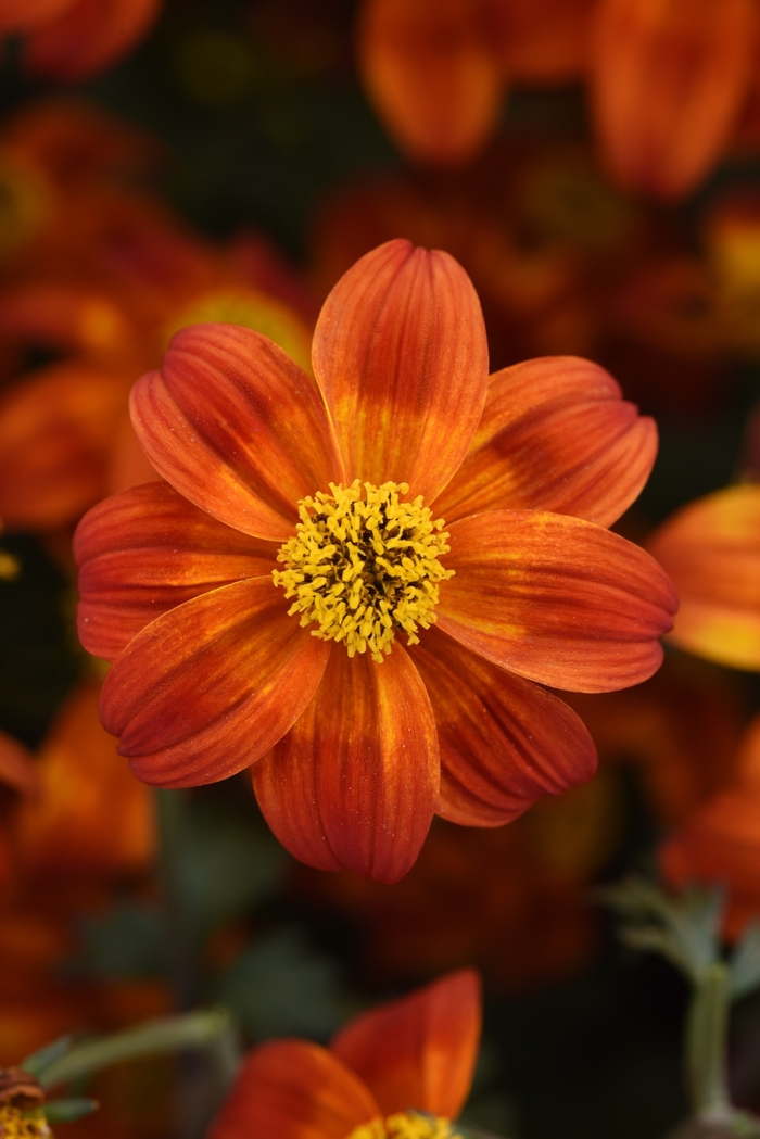 Bidens - Bidens 'Bee Happy Red' Bidens - Bidens 'Bee Happy Red'