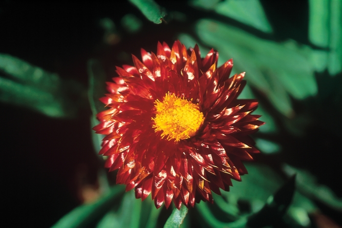 Bracteantha (Strawflower) - Bracteantha 'Mohave Dark Red' Bracteantha (Strawflower) - Bracteantha 'Mohave Dark Red'