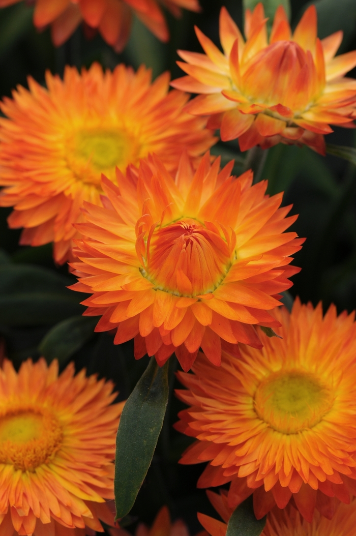 Bracteantha (Strawflower) - Bracteantha bracteata 'Mohave Orange' Bracteantha (Strawflower) - Bracteantha bracteata 'Mohave Orange'