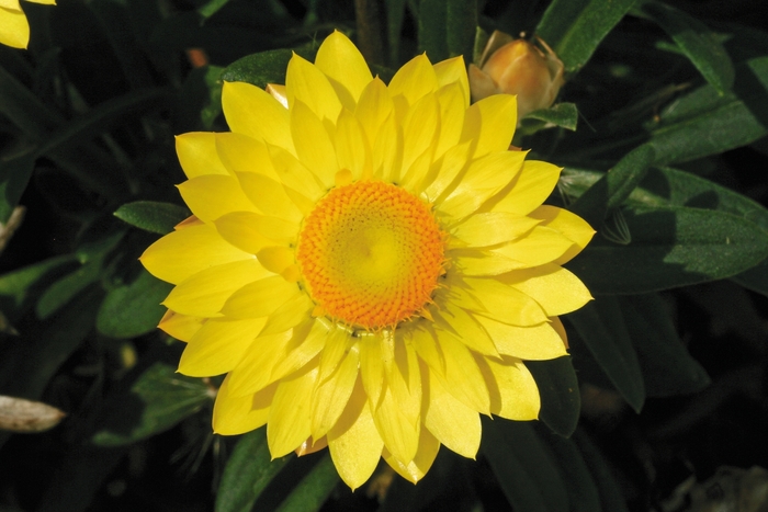 Bracteantha (Strawflower) - Bracteantha bracteata 'Mohave Yellow' Bracteantha (Strawflower) - Bracteantha bracteata 'Mohave Yellow'