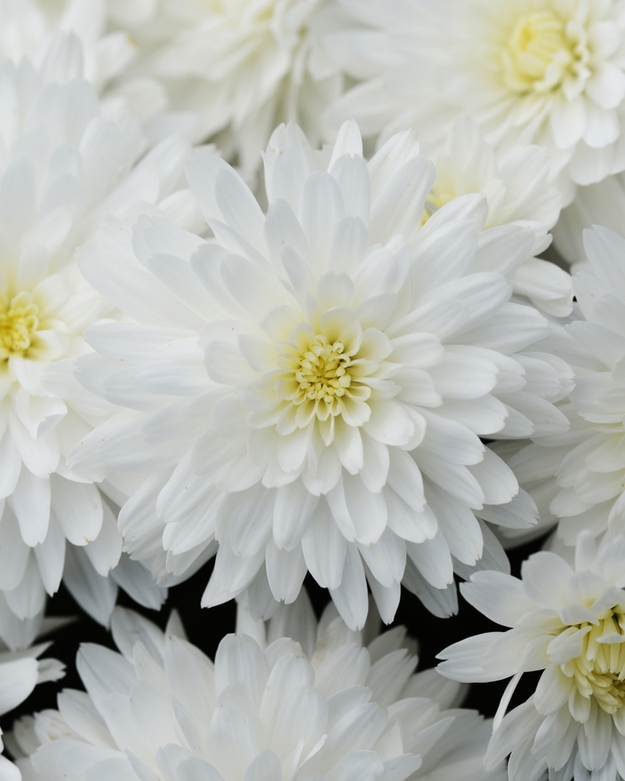  Bridal White Mum - Chrysanthemum morifolium