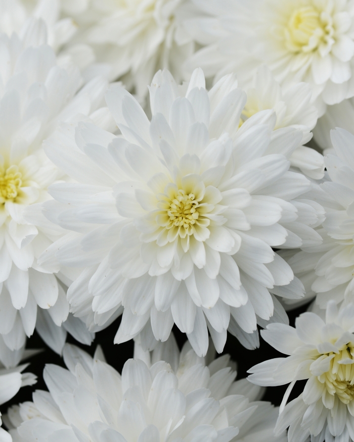 Bridal White - Chrysanthemum morifolium Bridal White - Chrysanthemum morifolium