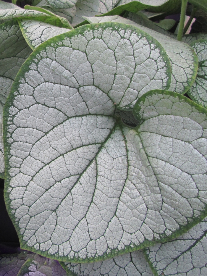 Silver Heart Brunnera - Brunnera macrophylla 'Silver Heart' Silver Heart Brunnera - Brunnera macrophylla 'Silver Heart'