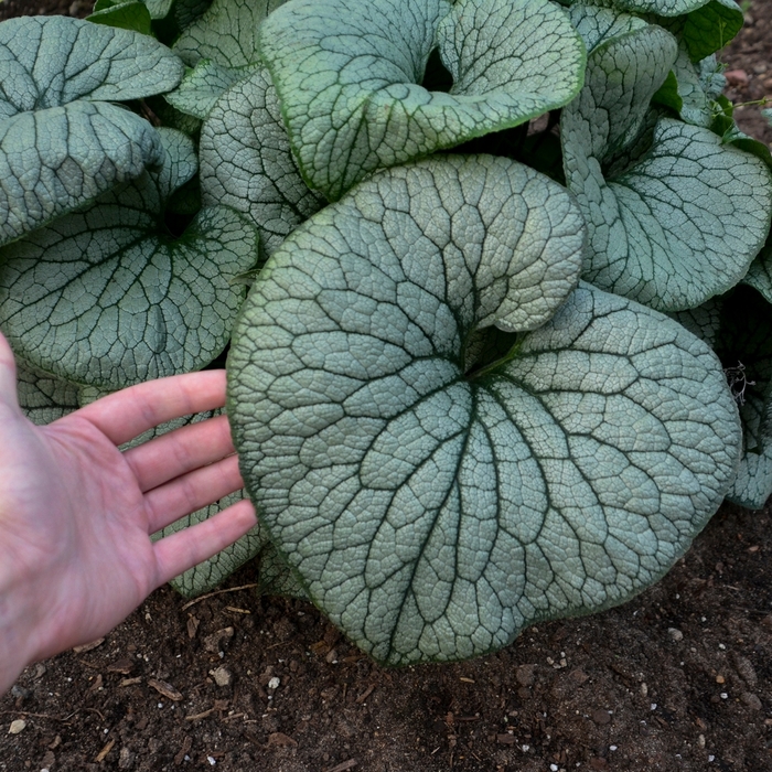 Heartleaf Brunnera - Brunnera macrophylla 'Sterling Silver'