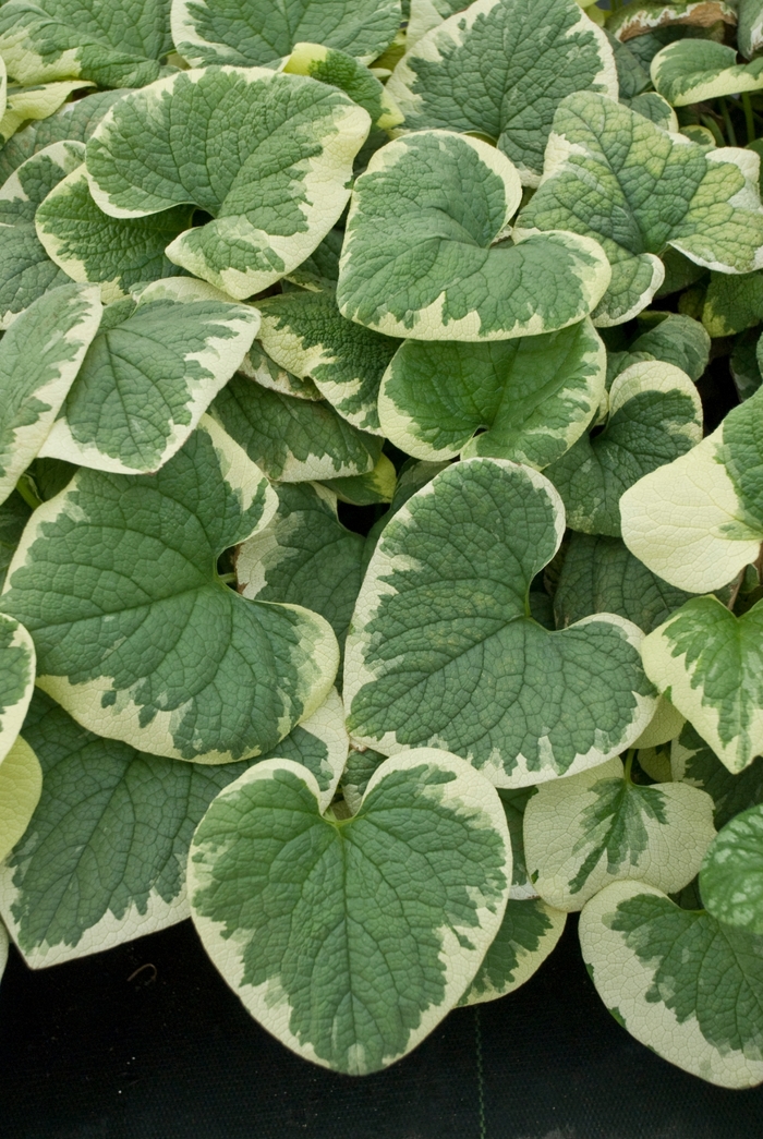Heartleaf Brunnera - Brunnera macrophylla 'Variegata' 