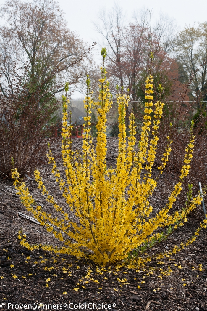 Show Off Starlet® Forsythia - Forsythia 'Minfor6' PP24361 (Forsythia) Show Off Starlet® Forsythia - Forsythia 'Minfor6' PP24361 (Forsythia)