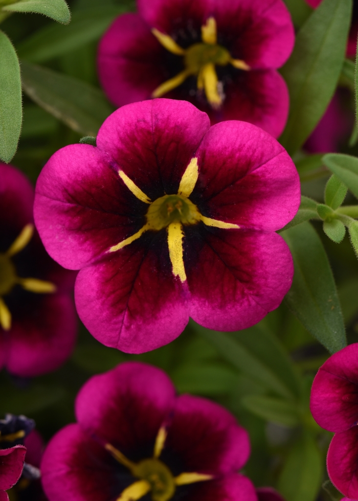 Cabaret® 'Good Night Kiss' - Calibrachoa (Trailing Petunia) Cabaret® 'Good Night Kiss' - Calibrachoa (Trailing Petunia)