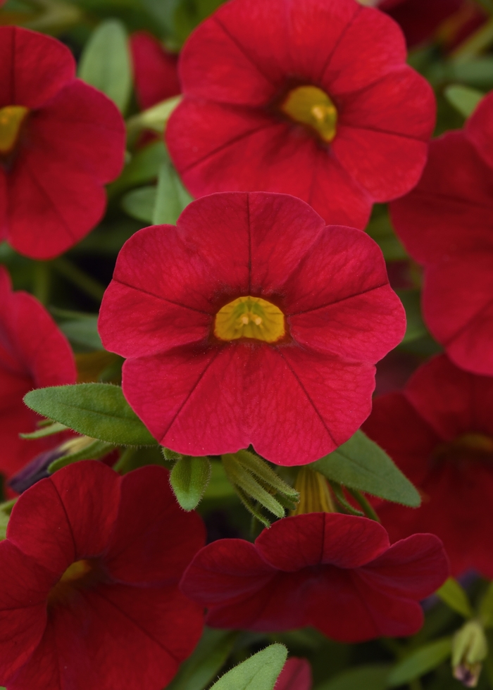 Cabaret® Red - Calibrachoa (Mini Petunia) Cabaret® Red - Calibrachoa (Mini Petunia)