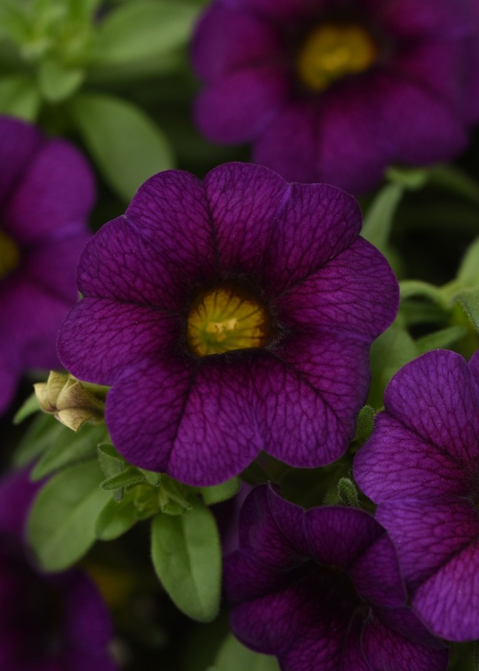 Calibrachoa (Mini Petunia) - Calibrachoa x hybrida 'Minifamous Uno Dark Blue' Calibrachoa (Mini Petunia) - Calibrachoa x hybrida 'Minifamous Uno Dark Blue'