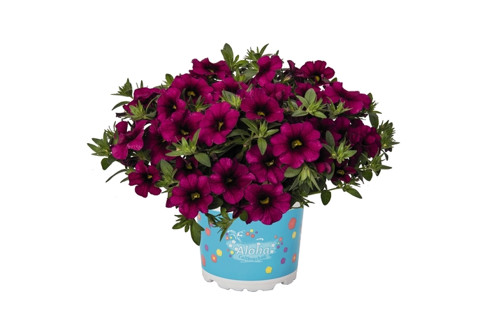 Calibrachoa (Mini Petunia) - Calibrachoa 'Aloha Kona Neon' Calibrachoa (Mini Petunia) - Calibrachoa 'Aloha Kona Neon'