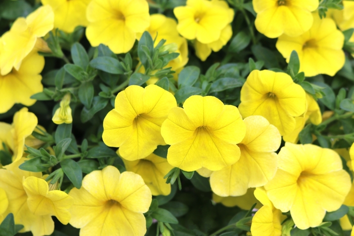 Calibrachoa (Mini Petunia) - Calibrachoa 'Aloha Kona Yellow' Calibrachoa (Mini Petunia) - Calibrachoa 'Aloha Kona Yellow'